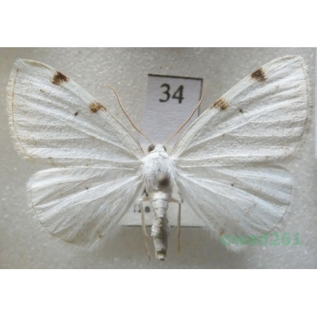 Lomographa bimaculata (Fabricius, 1775) Czech34
